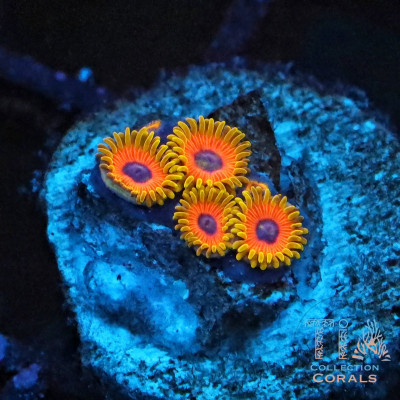 Great Owl Zoanthids Frag