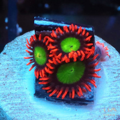 Goblins on Fire Zoanthids Frag