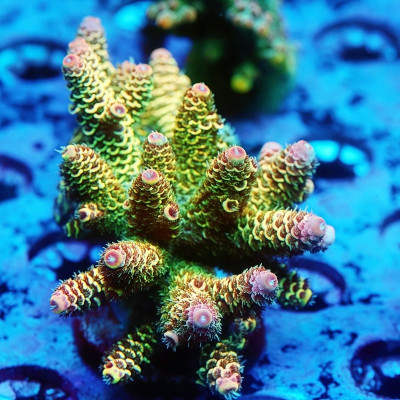 TIA Hyper Lemon Sorbet Mille Colony (cut to order)