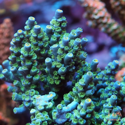 TIA Blue Howler Acropora Colony (cut to order)
