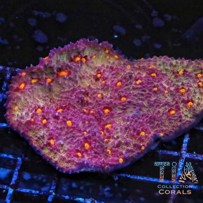 Golden Eye Chalice Colony (cut to order)