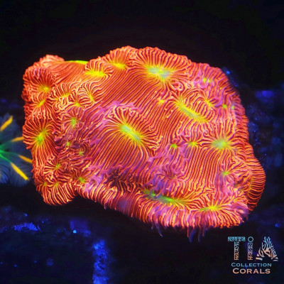 Jack o' lantern Leptoseris Frag