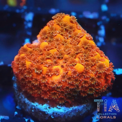 EEC Sunburst Montipora Frag