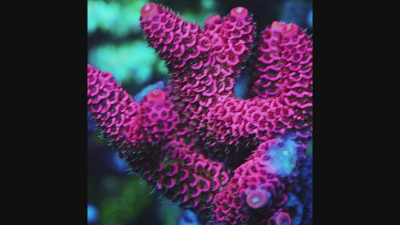 TIA Strawberry Fields Millepora Colony (cut to order)