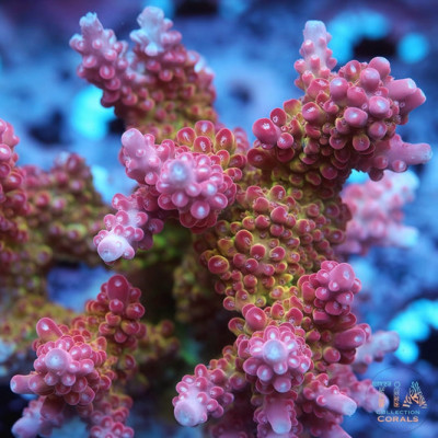 Mother Attached TIA Scarlet Witch Acropora Colony(cut to order)
