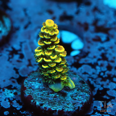 TIA Pineapple Express Golden Tenuis Acropora Frag