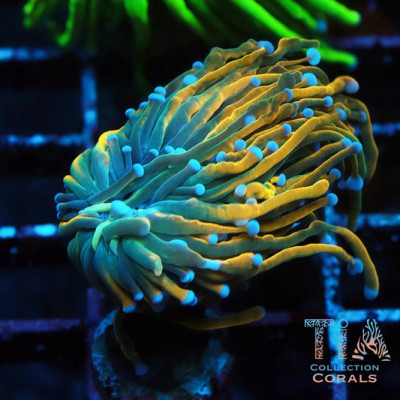 Soul Reaper Master Torch Frag