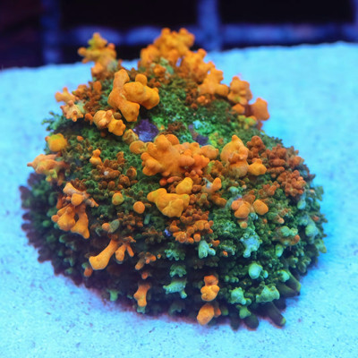 TIA Fire Garden Bounce Carpet Mushroom