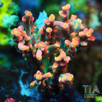 TIA Show Maker Speciosa Acropora Colony (cut to order)