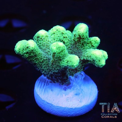 Green Fuzz Birdsnest Frag