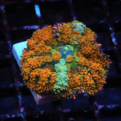 TIA Insane Grizzly Frankenstein Mushroom