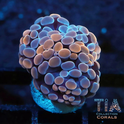 Two Tone Rose Gold Hammer Frag