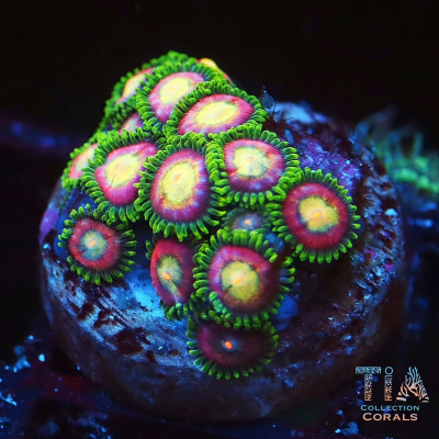 WWC Pixie Dust Zoanthids Frag