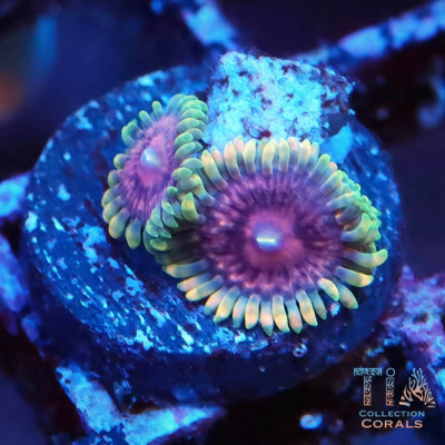 TIA Violet Eclipse Zoanthids