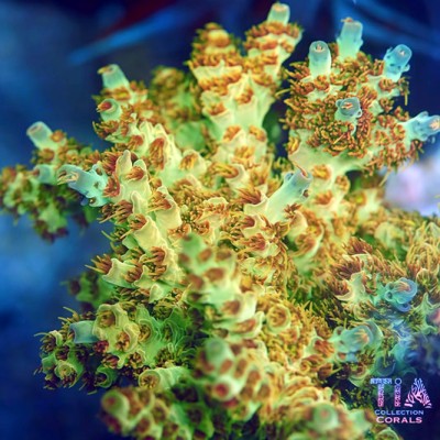 TIA Sunfire Nectar Colony (cut to order)