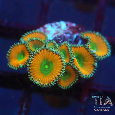 TSA Lemon Twist Palythoa Frag