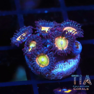 TIA Peach Glint Zoanthids