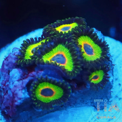 Bob Marley Zoanthids Frag
