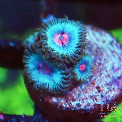 Miami Vice Zoanthids Frag