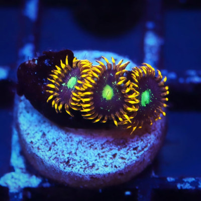 Solar Citrus Palythoa Frag