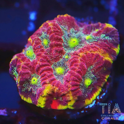TIA Glitter Rainbow Favia Frag