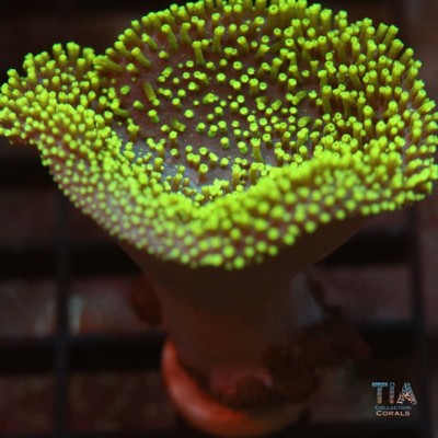 Neon Green Toadstool