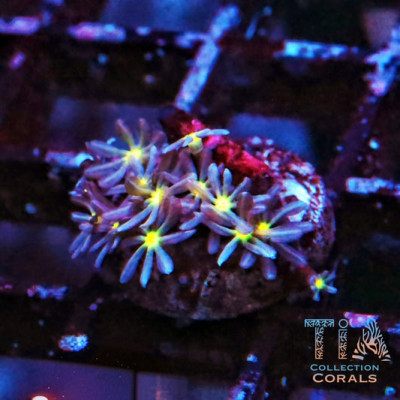 Daisy Polyps Frag