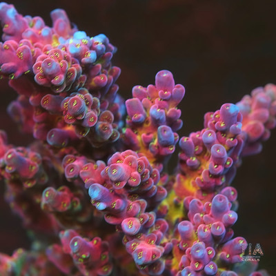 TIA Crimson Fever Acropora Colony (cut to order)