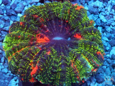 Jungle Fire Acanthophyllia