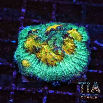 TIA Monster's Eyes Chalice Colony (cut to order)