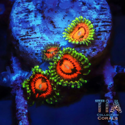 Rainbow Incinerator Zoanthids