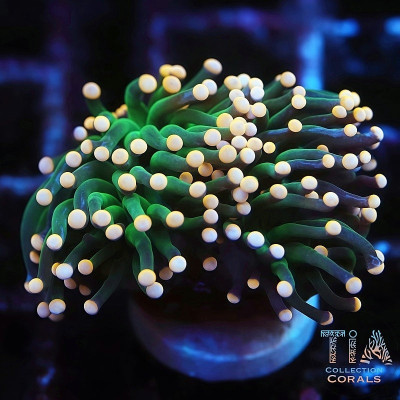 Peach Tips Torch Frag