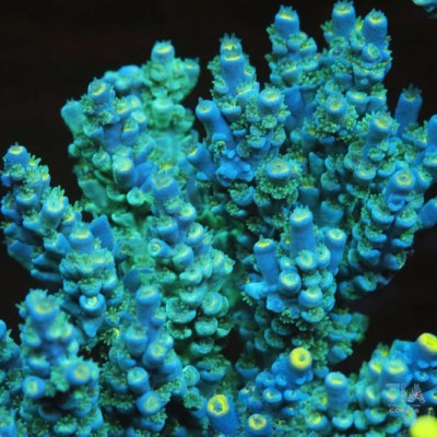 TIA Turquoise Muse Colony (cut to order)