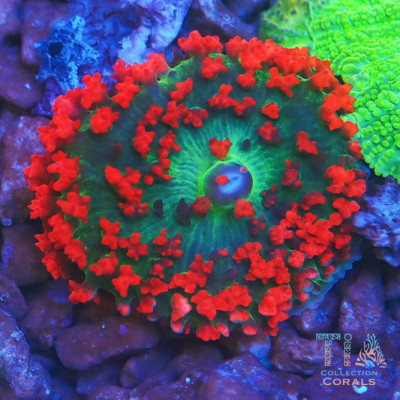 Red St Thomas Mushroom