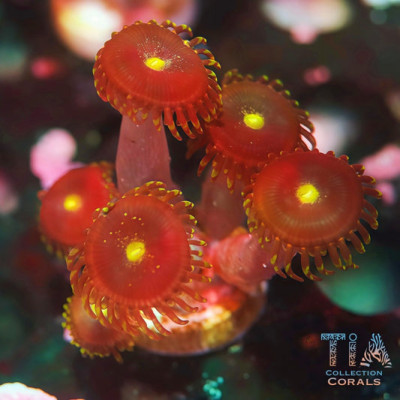 Red People Eater Zoanthid Polyp