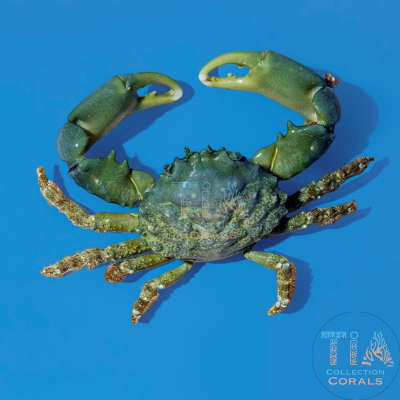 Emerald Crab 2 lots