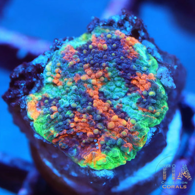 Grade Master Rainbow Echinata