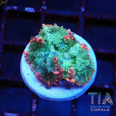 Frankenstein Mushroom