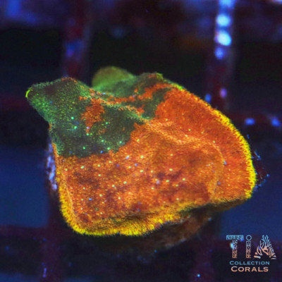 Twin Sport Watermelon Psammocora Frag