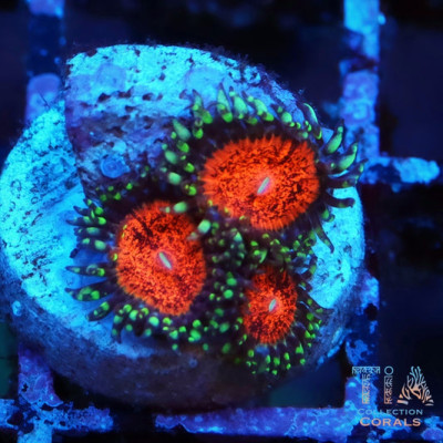 TIA DeadPool Zoanthids Frag