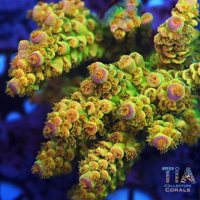 TIA Golden Coin Tenuis Colony (cut to order)