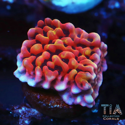 CB Flaming Phoenix Montipora Frag