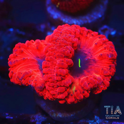 TIA Red Rainbow Blasto