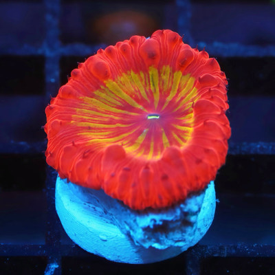 TIA Rainbow Blasto Frag