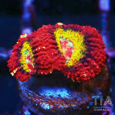 Red Rainbow Asian Acan Frag