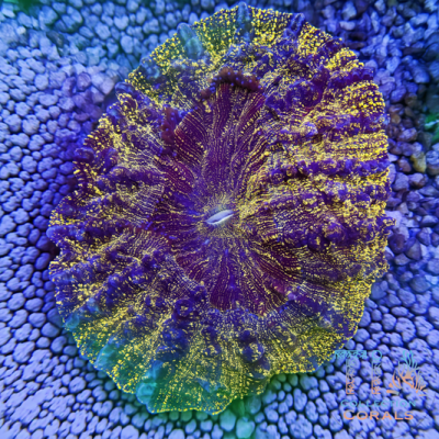 5” +TIA Gold Dust Galaxy Acanthophyllia