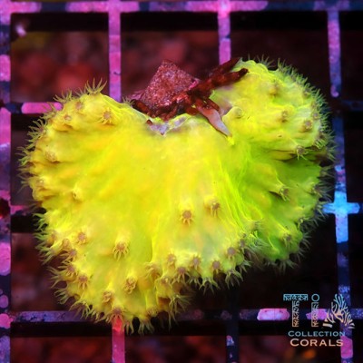 Neon Green Cabbage Leather