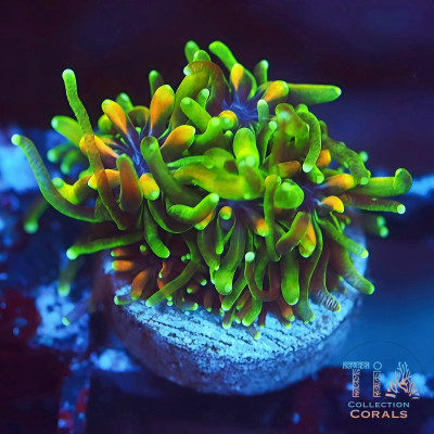 UC Lemon Lime Galaxea Frag