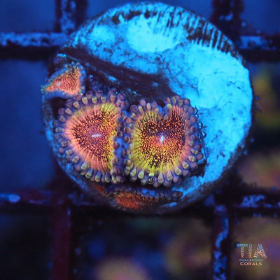 Death Star Zoanthids Frag