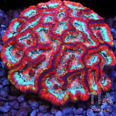 TIA Rainbow Wilsoni Colony